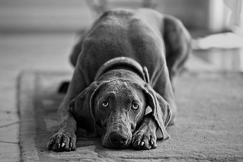 Weim Love Project